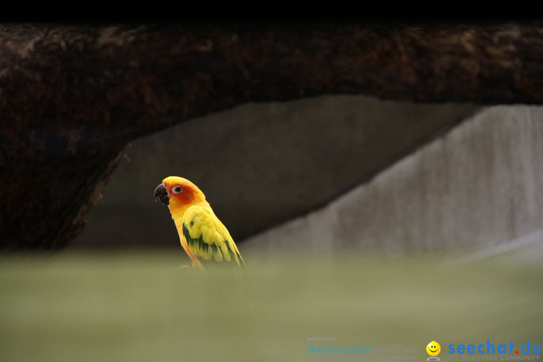 Zoo-Zuerich-26042012-Bodensee-Community_SEECHAT_DE-_43.jpg