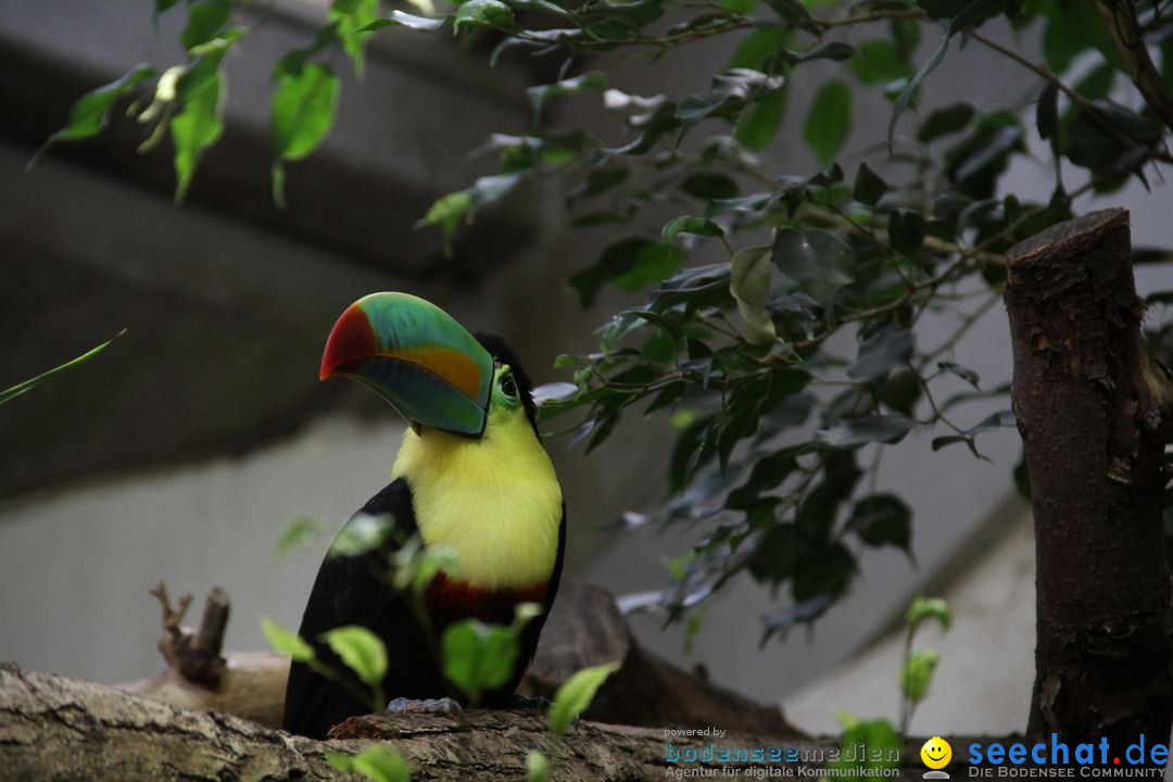 Zoo-Zuerich-26042012-Bodensee-Community_SEECHAT_DE-_46.jpg