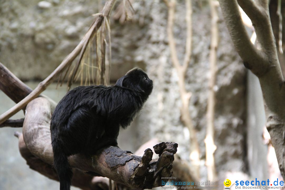 Zoo-Zuerich-26042012-Bodensee-Community_SEECHAT_DE-_49.jpg