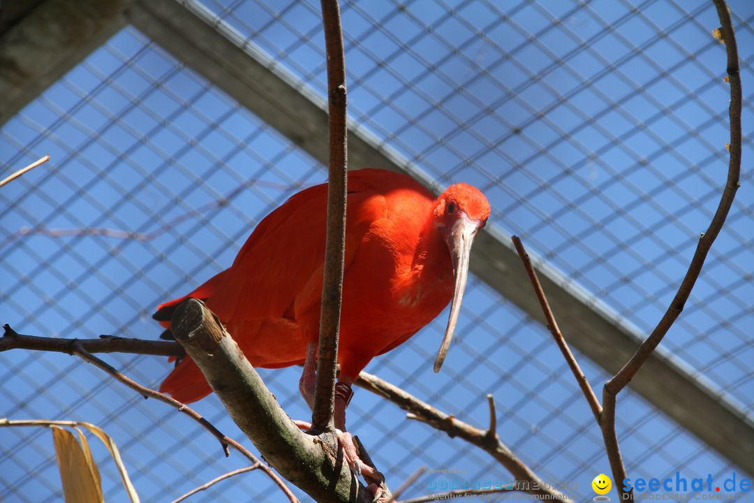 Zoo-Zuerich-26042012-Bodensee-Community_SEECHAT_DE-_55.jpg