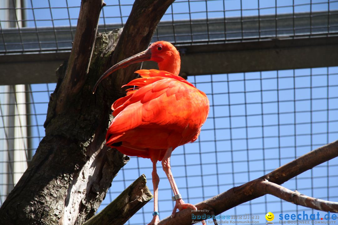 Zoo-Zuerich-26042012-Bodensee-Community_SEECHAT_DE-_56.jpg