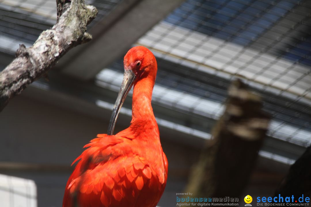 Zoo-Zuerich-26042012-Bodensee-Community_SEECHAT_DE-_57.jpg