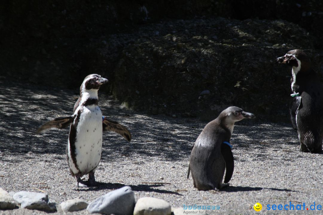 Zoo-Zuerich-26042012-Bodensee-Community_SEECHAT_DE-_58.jpg