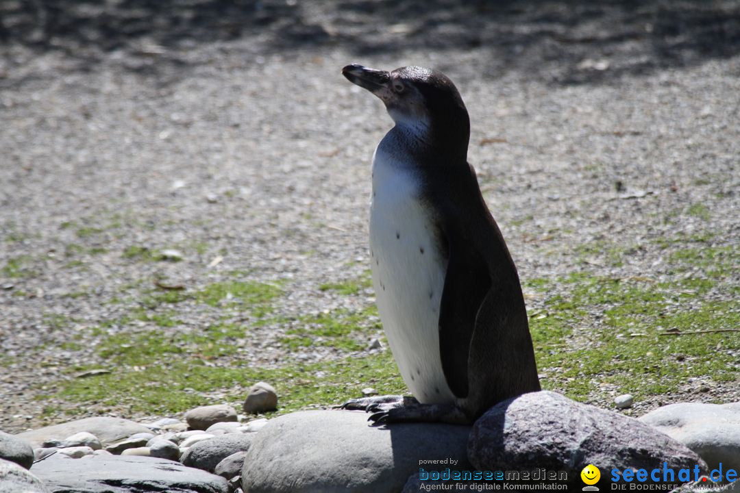 Zoo-Zuerich-26042012-Bodensee-Community_SEECHAT_DE-_60.jpg