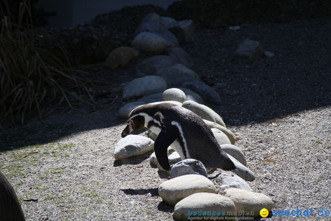 Zoo-Zuerich-26042012-Bodensee-Community_SEECHAT_DE-_61.jpg