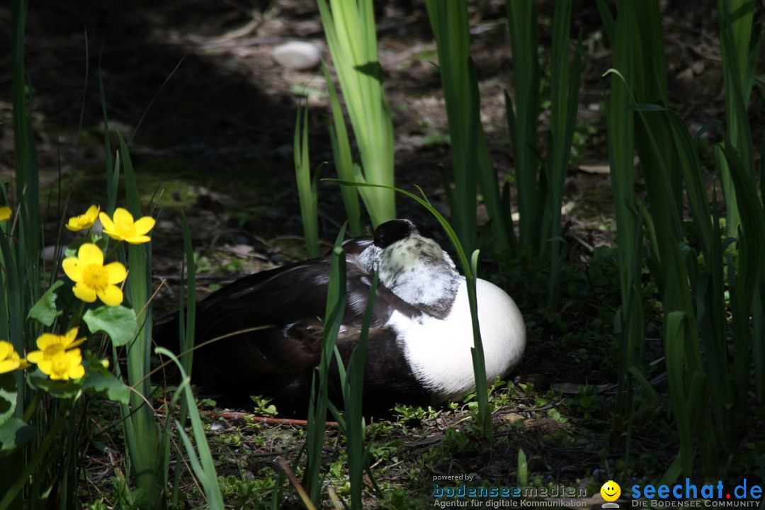 Zoo-Zuerich-26042012-Bodensee-Community_SEECHAT_DE-_62.jpg