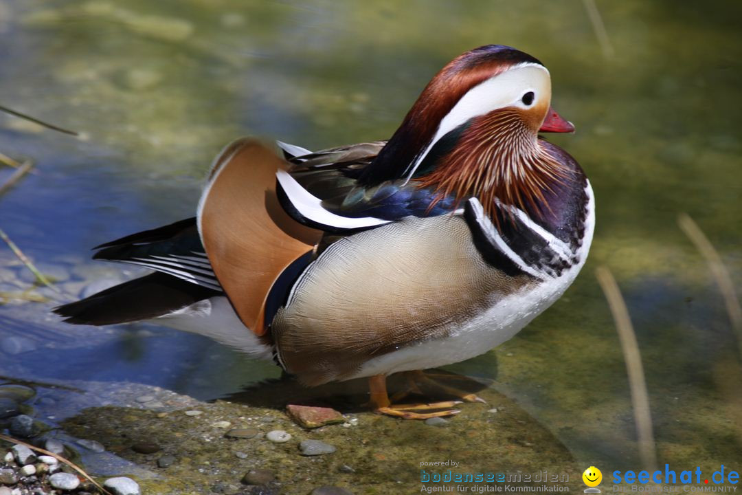 Zoo-Zuerich-26042012-Bodensee-Community_SEECHAT_DE-_63.jpg