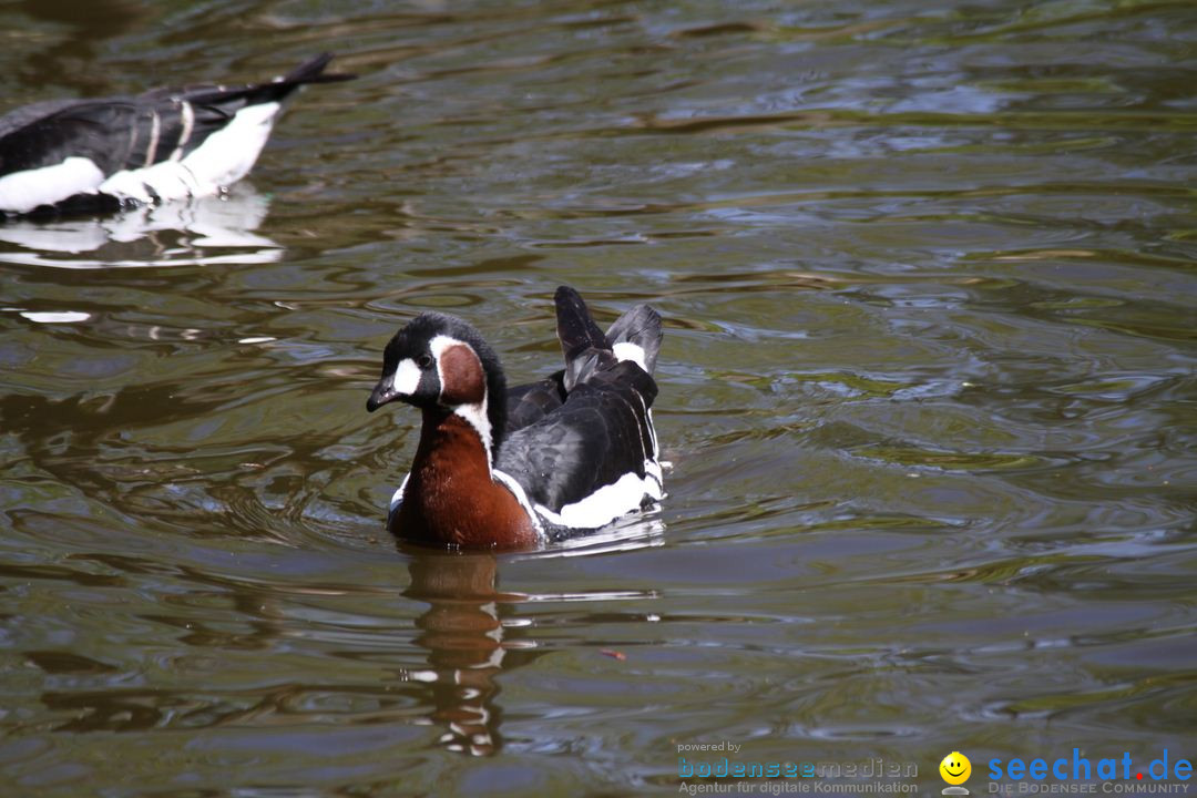 Zoo-Zuerich-26042012-Bodensee-Community_SEECHAT_DE-_65.jpg