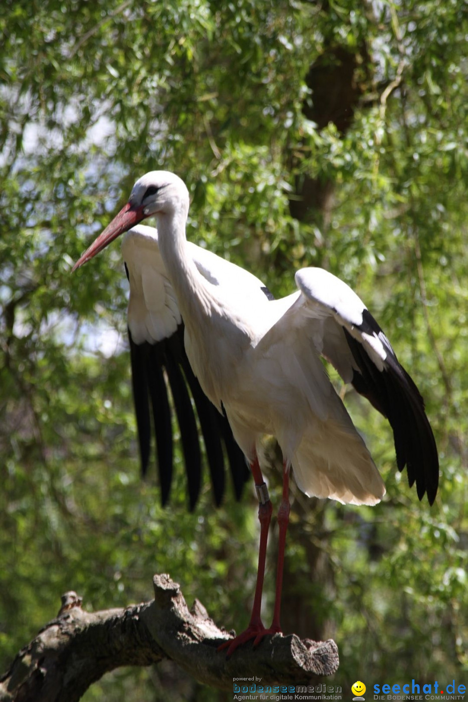 Zoo-Zuerich-26042012-Bodensee-Community_SEECHAT_DE-_66.jpg