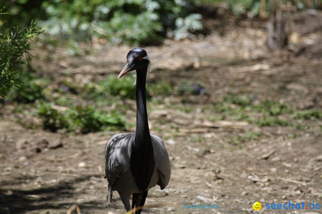 Zoo-Zuerich-26042012-Bodensee-Community_SEECHAT_DE-_67.jpg