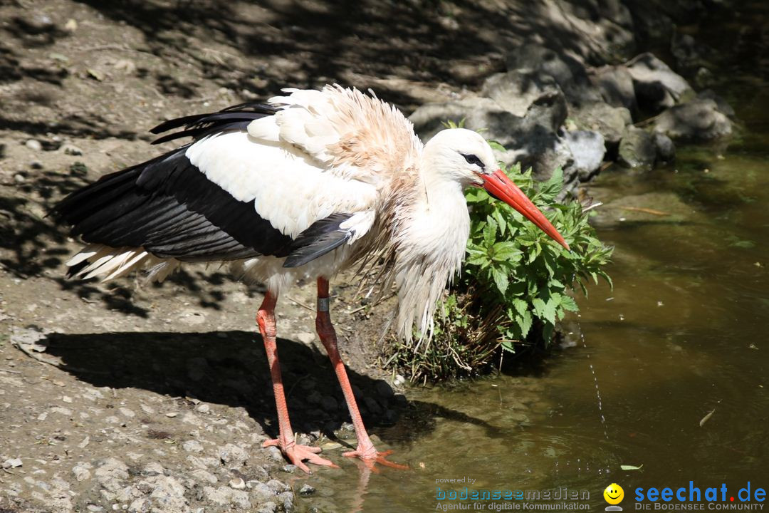 Zoo-Zuerich-26042012-Bodensee-Community_SEECHAT_DE-_68.jpg