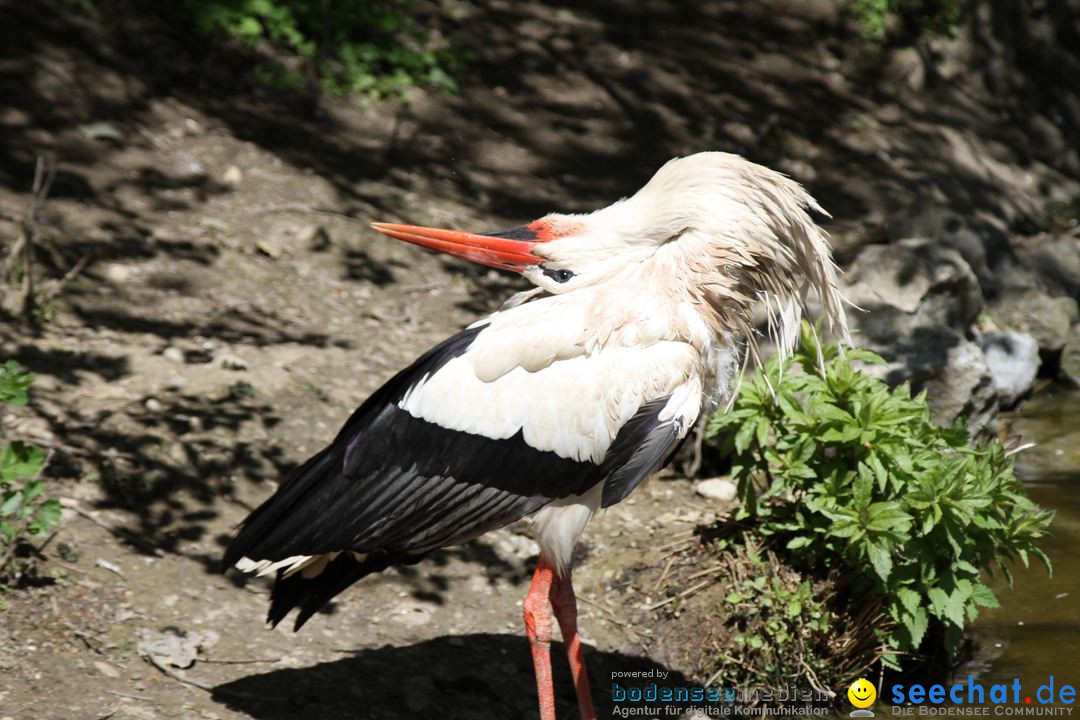 Zoo-Zuerich-26042012-Bodensee-Community_SEECHAT_DE-_69.jpg