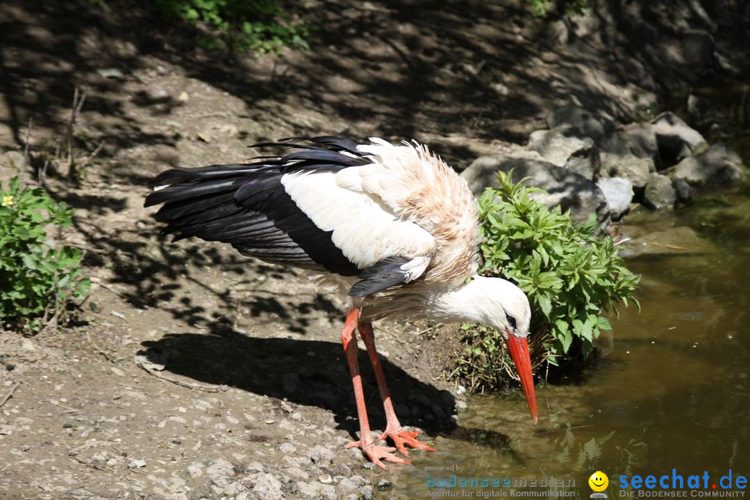 Zoo-Zuerich-26042012-Bodensee-Community_SEECHAT_DE-_70.jpg