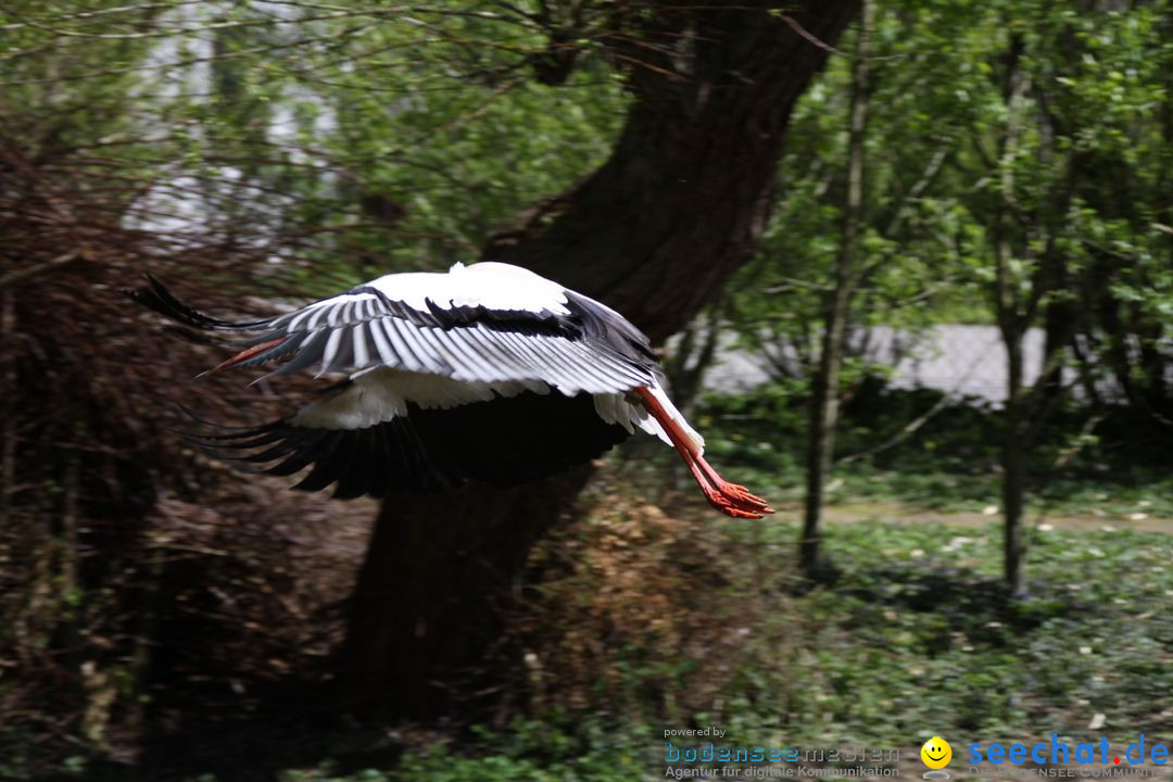 Zoo-Zuerich-26042012-Bodensee-Community_SEECHAT_DE-_71.jpg