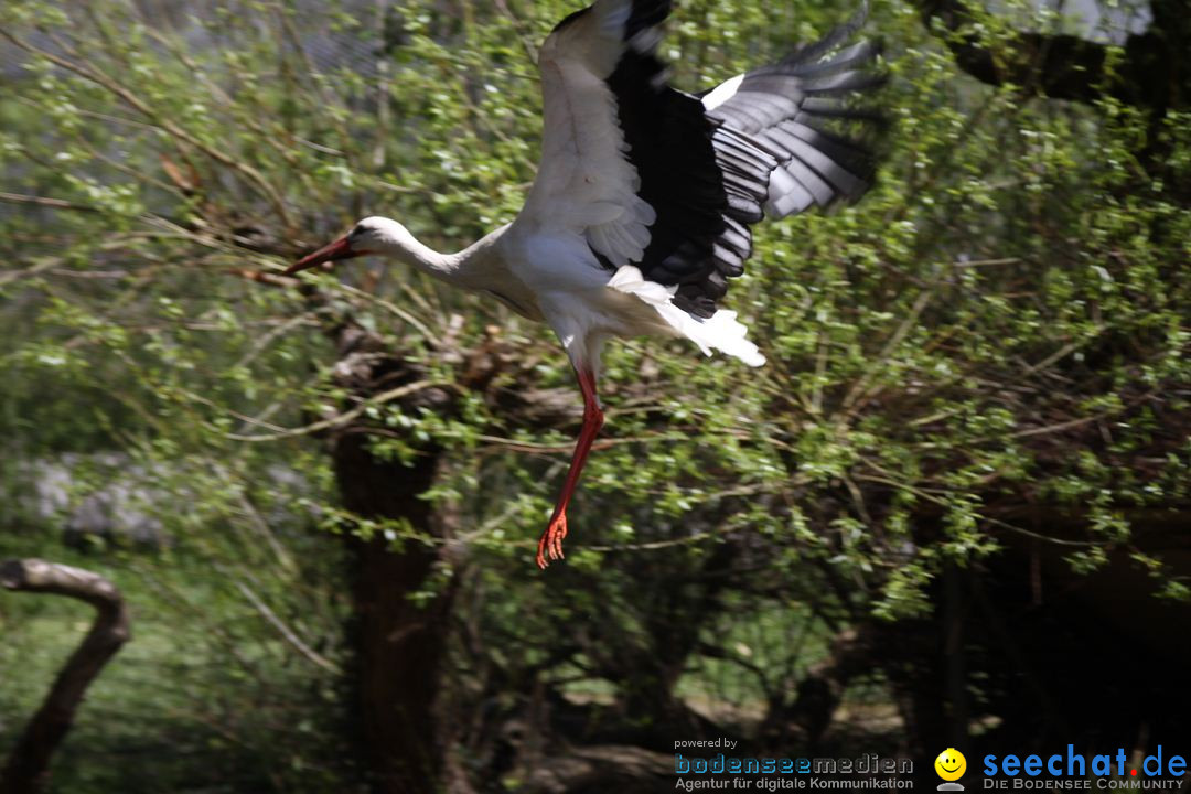 Zoo-Zuerich-26042012-Bodensee-Community_SEECHAT_DE-_72.jpg