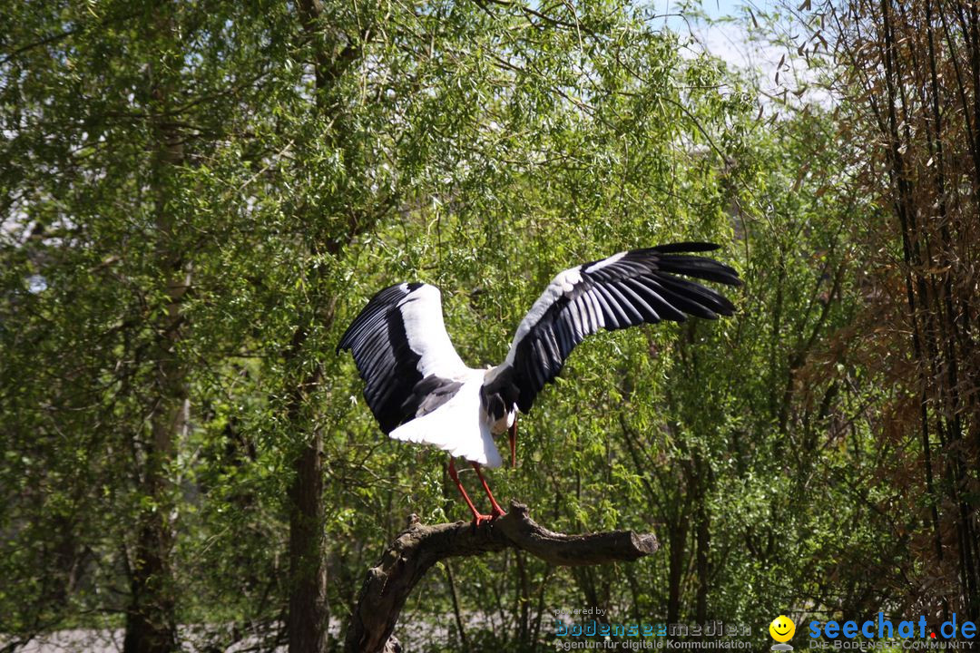 Zoo-Zuerich-26042012-Bodensee-Community_SEECHAT_DE-_73.jpg