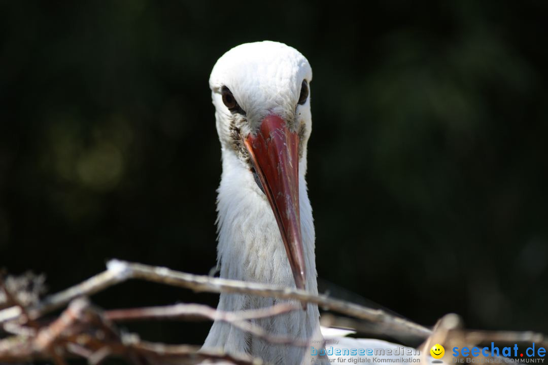 Zoo-Zuerich-26042012-Bodensee-Community_SEECHAT_DE-_74.jpg