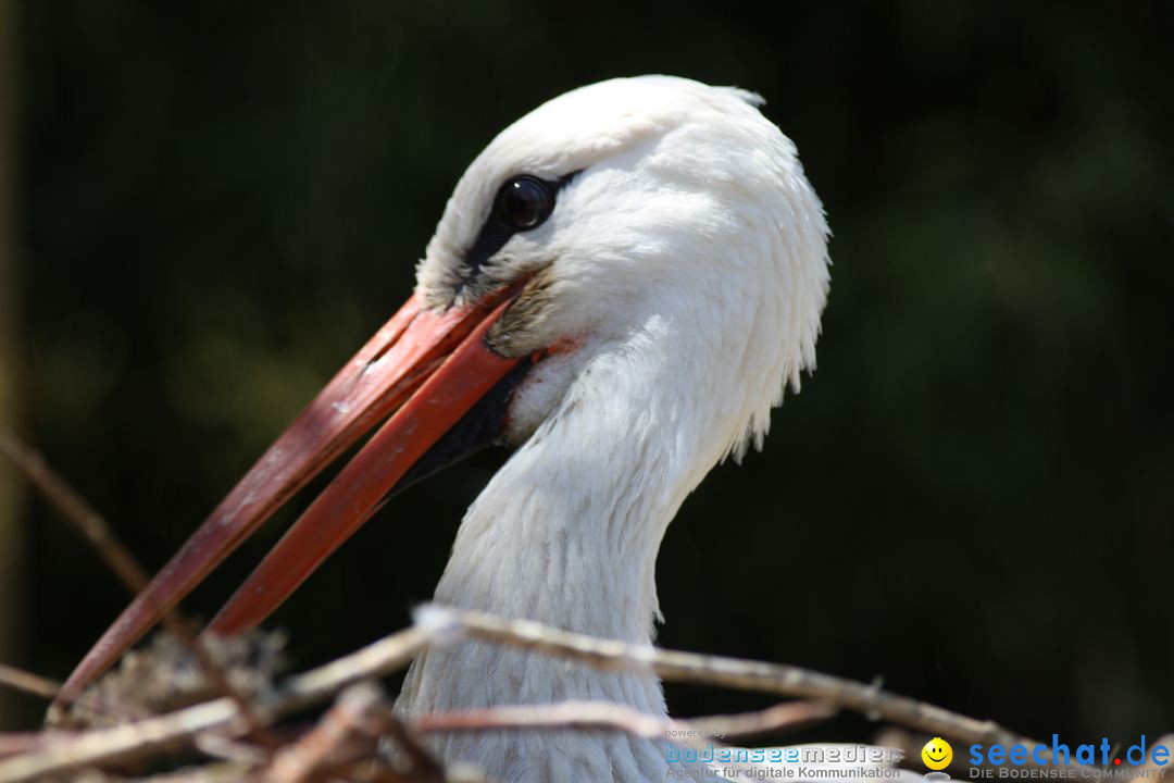 Zoo-Zuerich-26042012-Bodensee-Community_SEECHAT_DE-_76.jpg