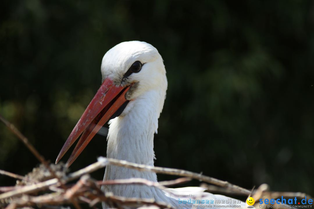 Zoo-Zuerich-26042012-Bodensee-Community_SEECHAT_DE-_77.jpg