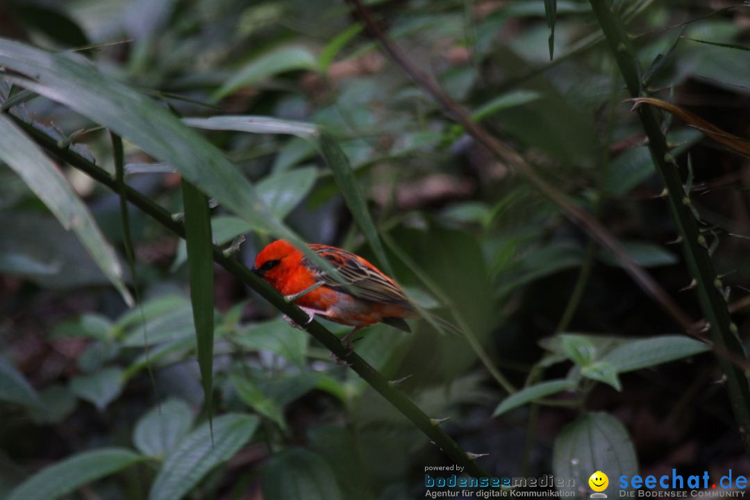 Zoo-Zuerich-26042012-Bodensee-Community_SEECHAT_DE-_80.jpg