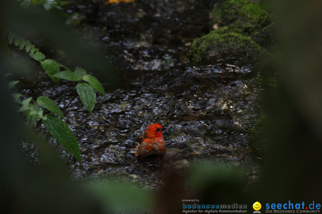 Zoo-Zuerich-26042012-Bodensee-Community_SEECHAT_DE-_81.jpg