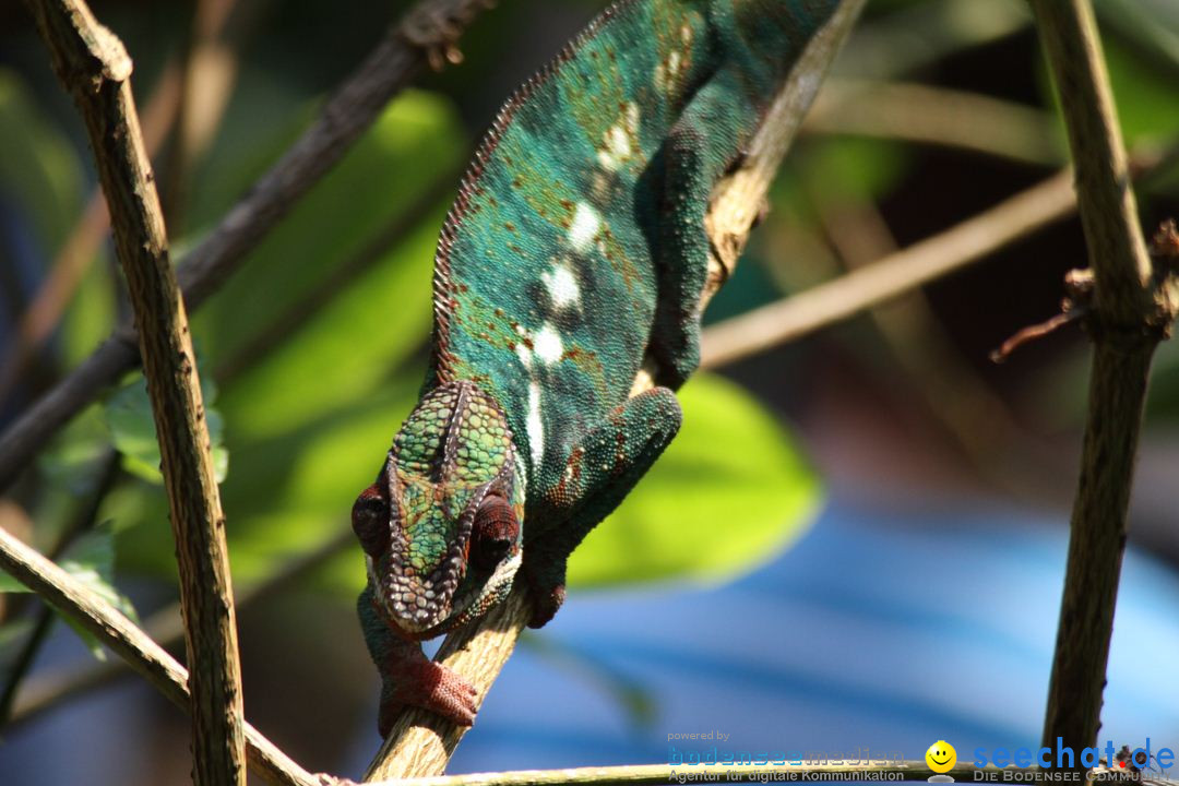 Zoo-Zuerich-26042012-Bodensee-Community_SEECHAT_DE-_82.jpg