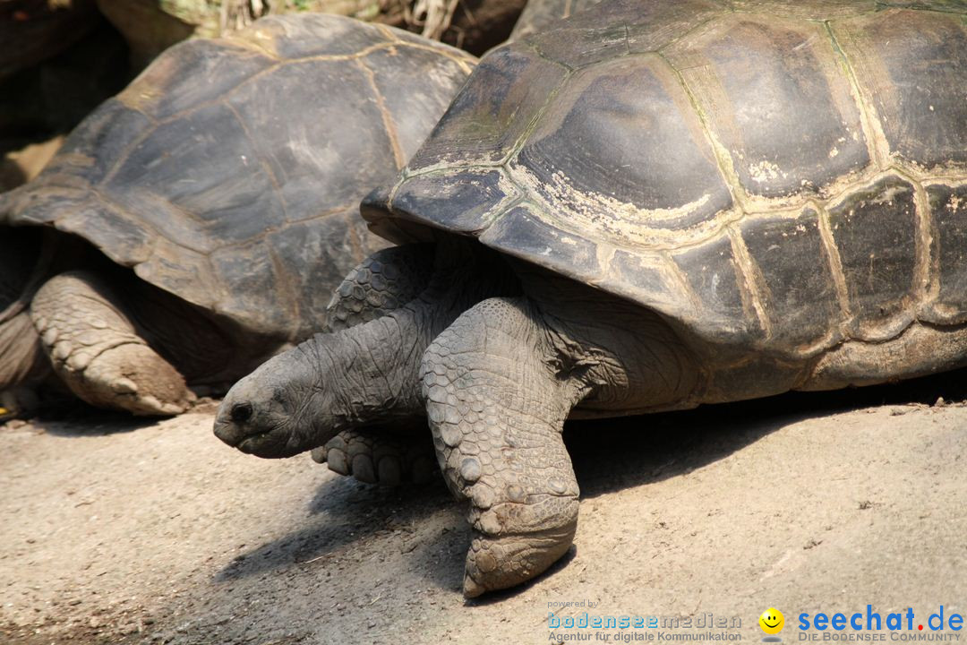 Zoo-Zuerich-26042012-Bodensee-Community_SEECHAT_DE-_84.jpg