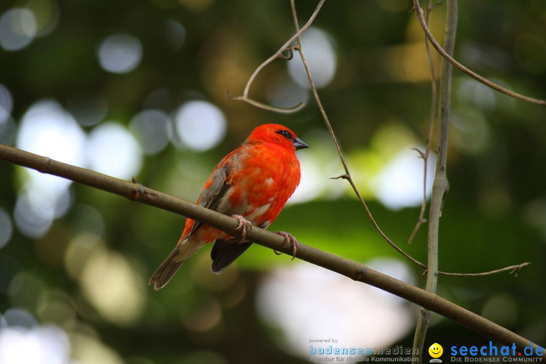 Zoo-Zuerich-26042012-Bodensee-Community_SEECHAT_DE-_87.jpg