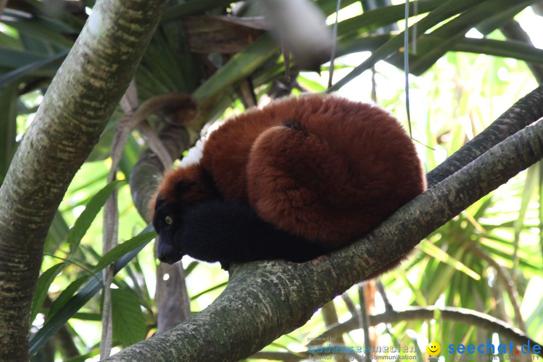 Zoo-Zuerich-26042012-Bodensee-Community_SEECHAT_DE-_88.jpg