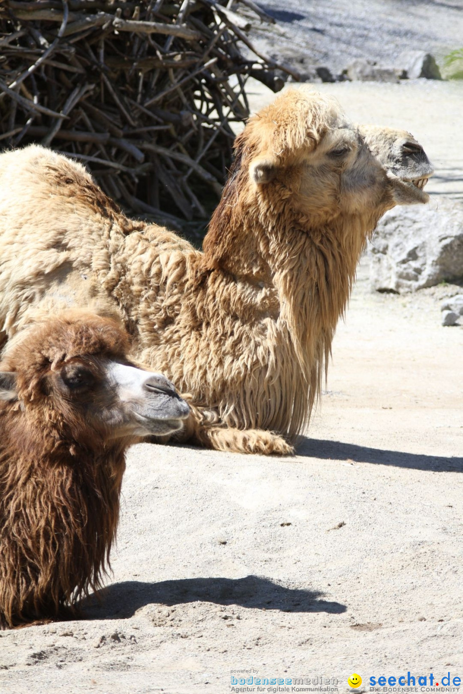 Zoo-Zuerich-26042012-Bodensee-Community_SEECHAT_DE-_94.jpg