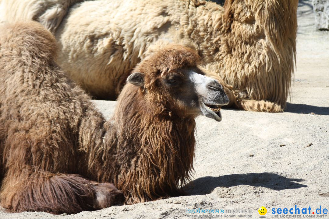 Zoo-Zuerich-26042012-Bodensee-Community_SEECHAT_DE-_95.jpg