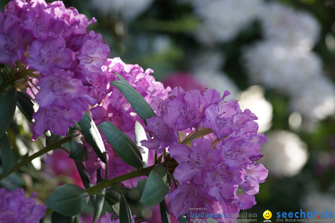 Graefliches-Inselfest-Mainau-170512-Bodensee-Community-SEECHAT_DE-_04.JPG