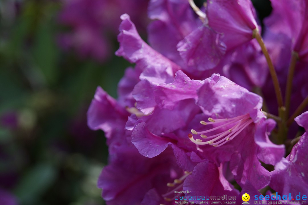 Graefliches-Inselfest-Mainau-170512-Bodensee-Community-SEECHAT_DE-_145.JPG