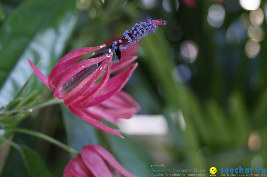 Graefliches-Inselfest-Mainau-170512-Bodensee-Community-SEECHAT_DE-_59.JPG