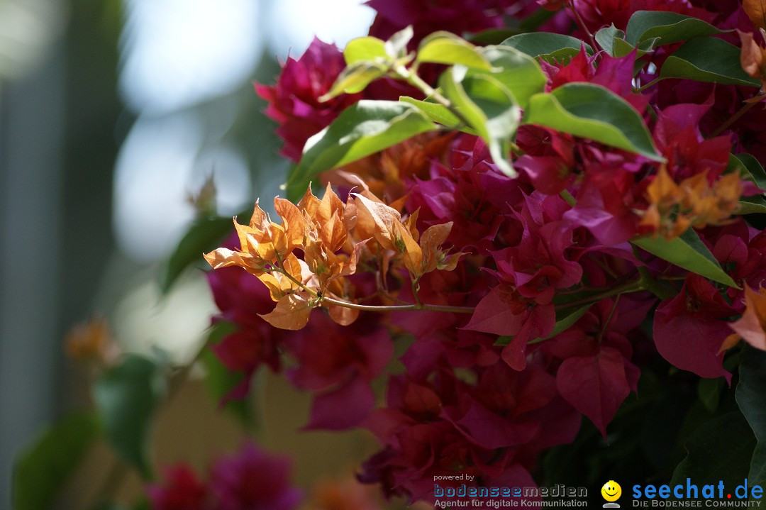 Graefliches-Inselfest-Mainau-170512-Bodensee-Community-SEECHAT_DE-_62.JPG