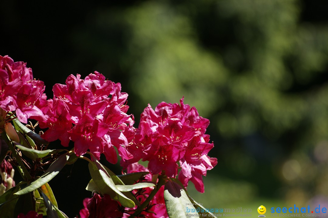 Graefliches-Inselfest-Mainau-170512-Bodensee-Community-SEECHAT_DE-_71.JPG