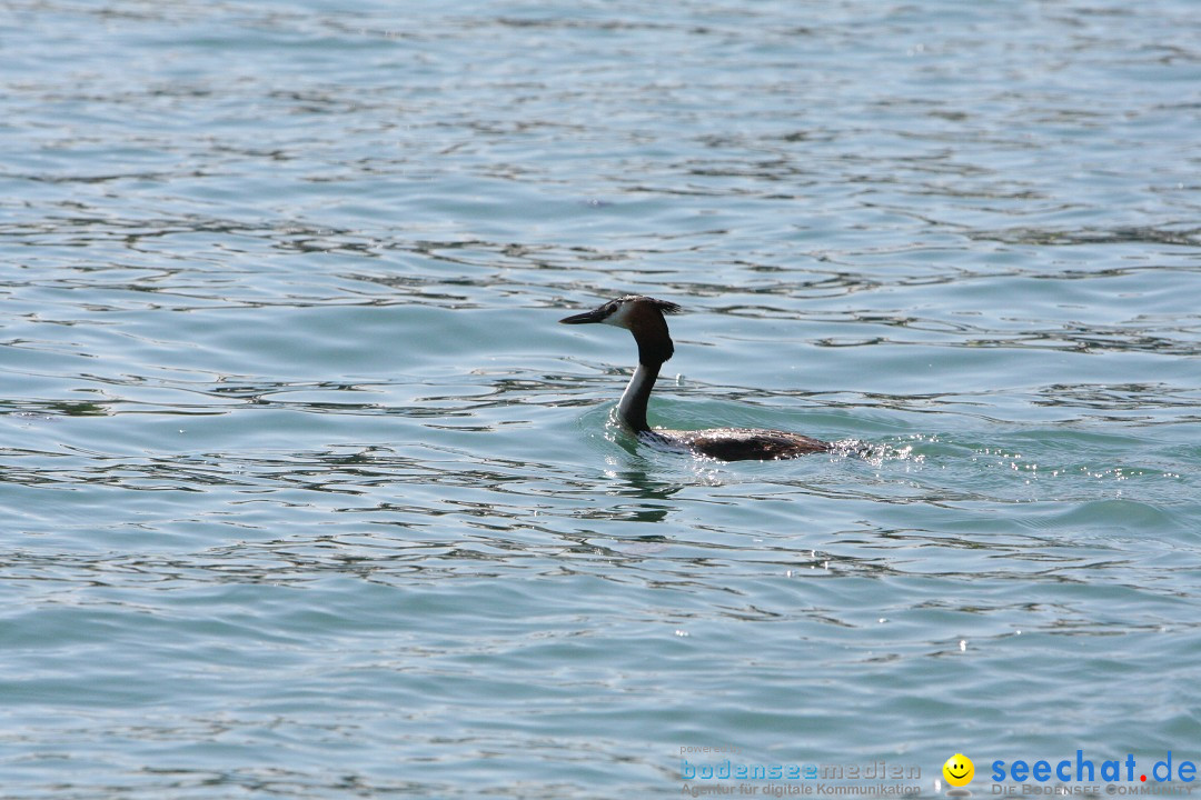 Internationale Bodenseewoche 2012: Konstanz am Bodensee, 02.06.2012