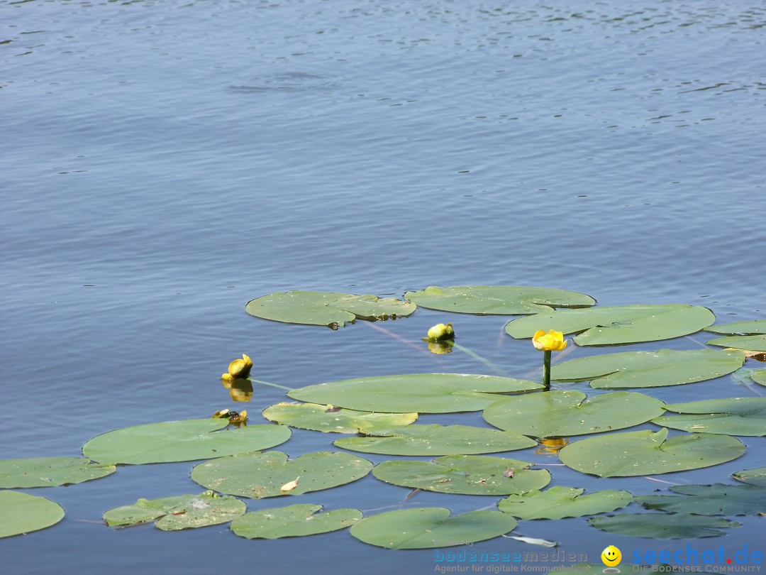 Flohmarkt: Bad-Waldsee, 16.06.2012