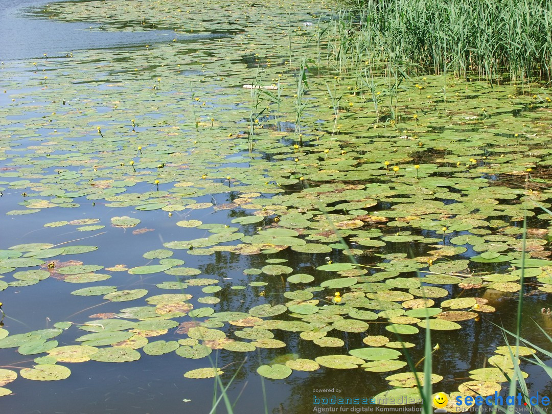 Flohmarkt: Bad-Waldsee, 16.06.2012