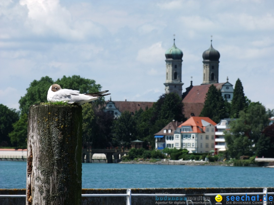 Tattoo Convention Bodensee 2012 - Schiffe: Friedrichshafen, 08.07.2012