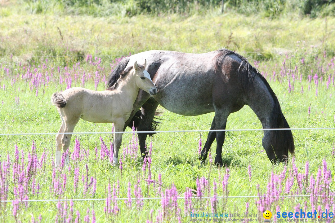 Hoffest auf der Criollo Ranch: Gailingen am Bodensee, 04.08.2012