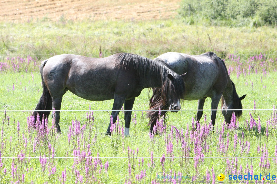 Hoffest auf der Criollo Ranch: Gailingen am Bodensee, 04.08.2012