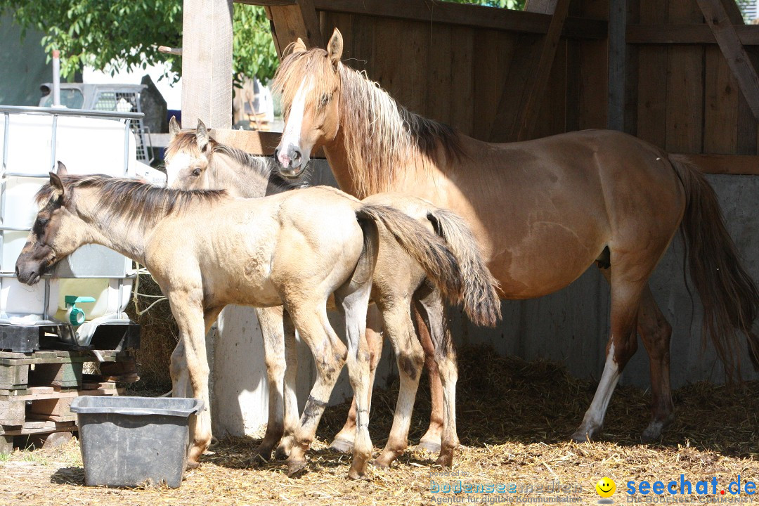 Hoffest auf der Criollo Ranch: Gailingen am Bodensee, 04.08.2012