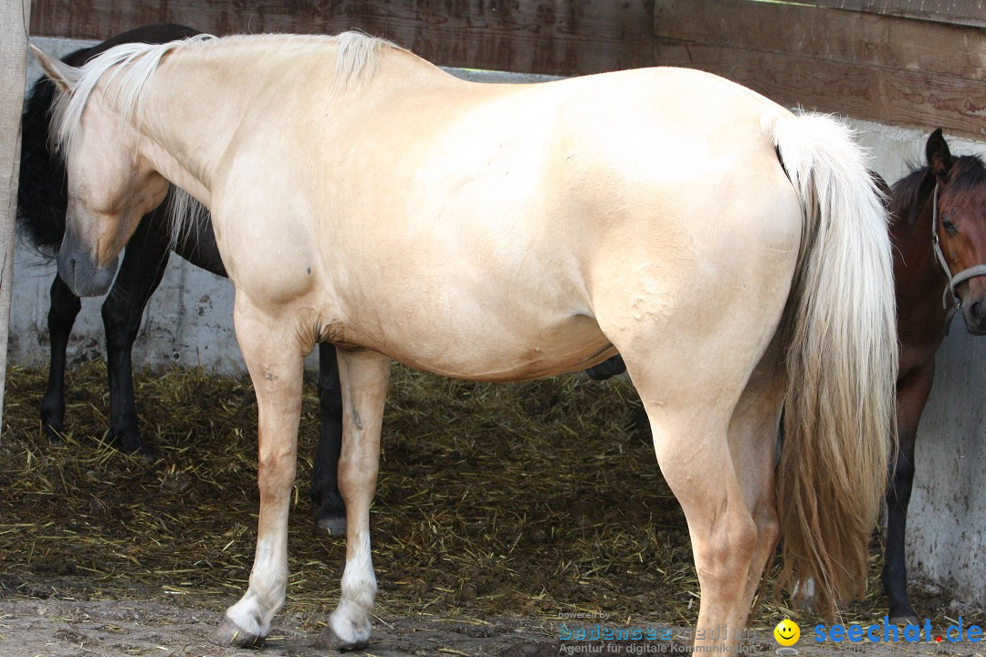 Hoffest auf der Criollo Ranch: Gailingen am Bodensee, 04.08.2012