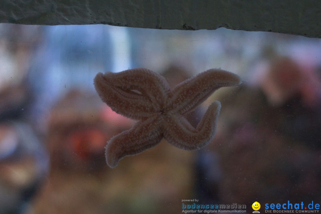 SEA LIFE: Unterwasserwelt: Konstanz am Bodensee, 23.11.2012