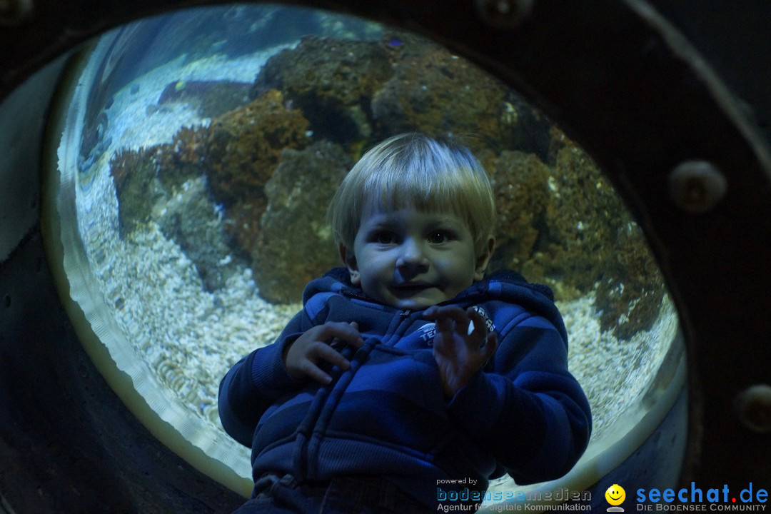 SEA LIFE: Unterwasserwelt: Konstanz am Bodensee, 23.11.2012