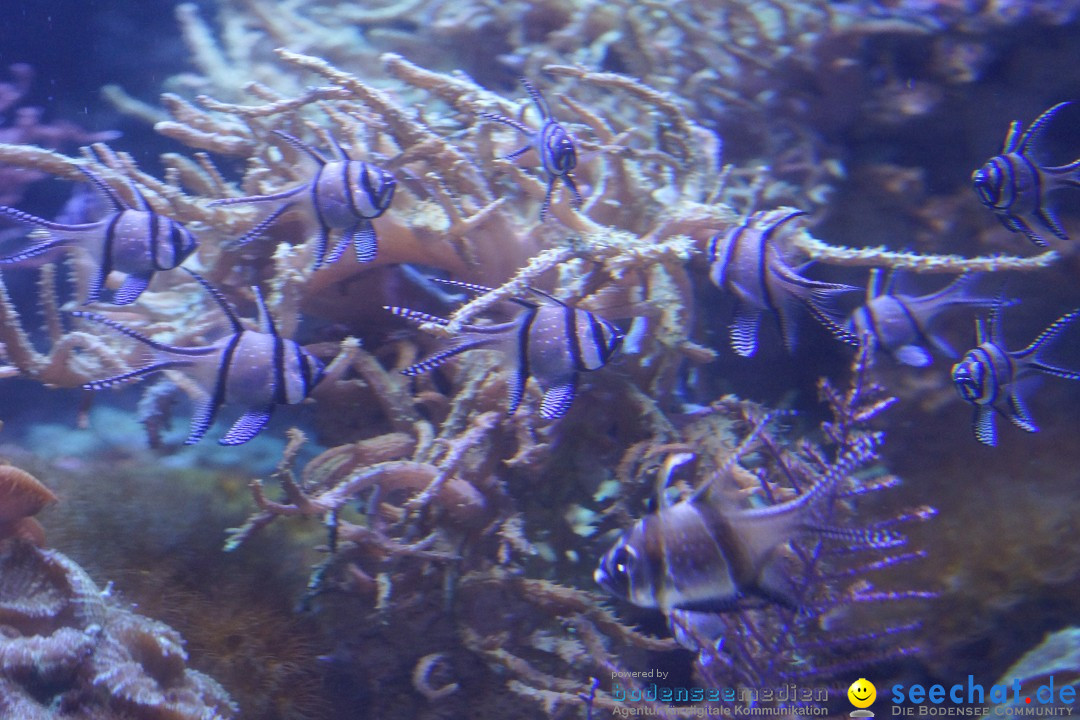 SEA LIFE: Unterwasserwelt: Konstanz am Bodensee, 23.11.2012