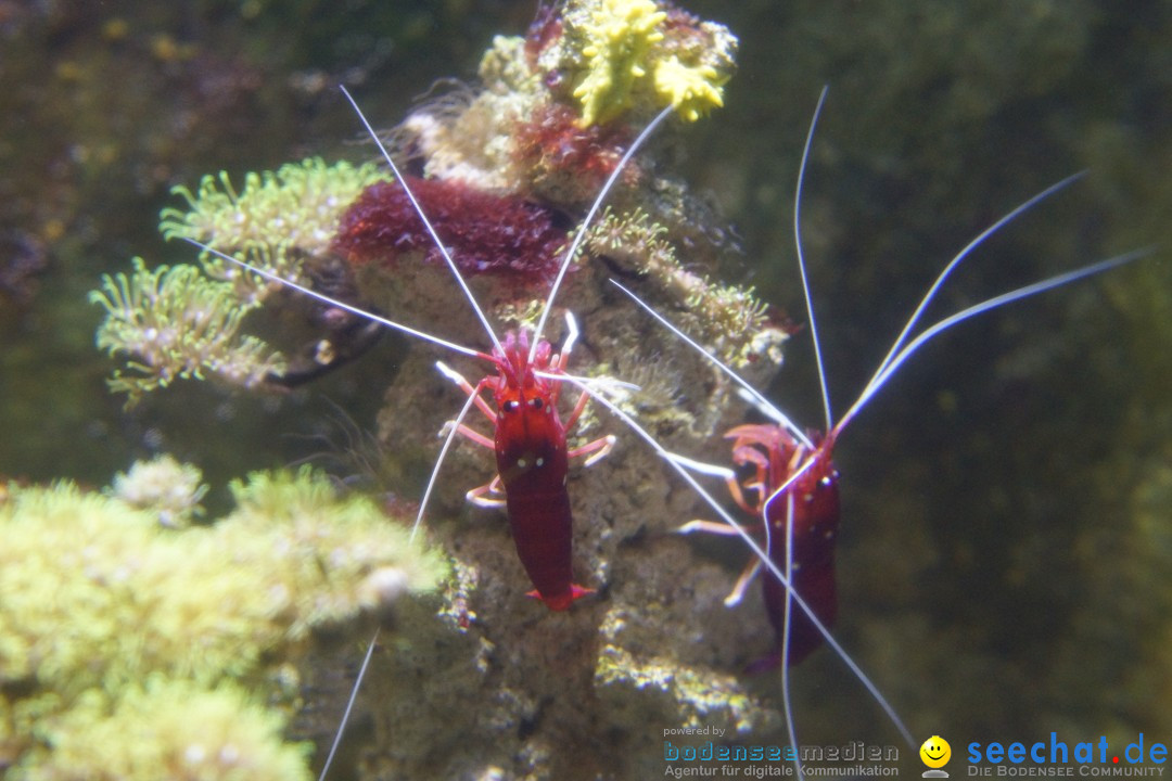 SEA LIFE: Unterwasserwelt: Konstanz am Bodensee, 23.11.2012