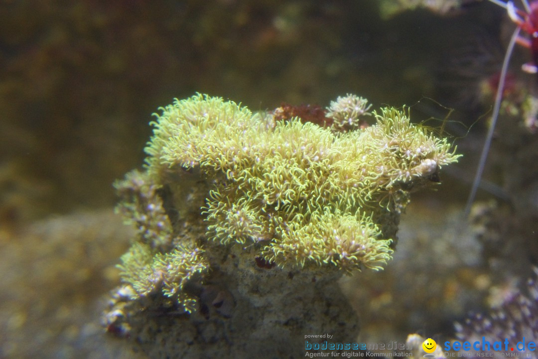 SEA LIFE: Unterwasserwelt: Konstanz am Bodensee, 23.11.2012