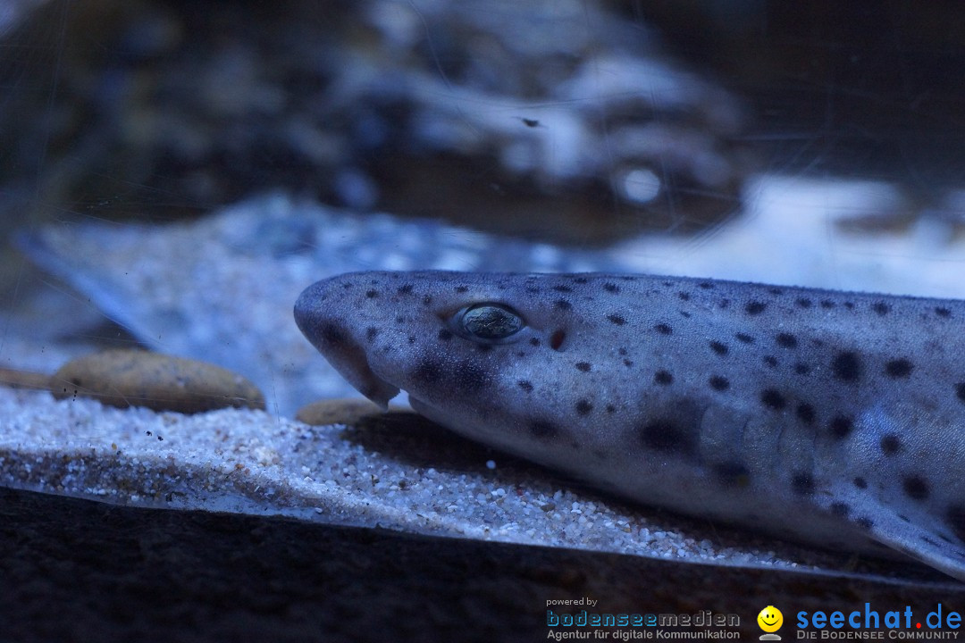 SEA LIFE: Unterwasserwelt: Konstanz am Bodensee, 23.11.2012